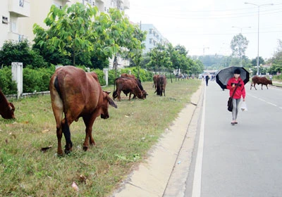 Chăn, thả gia súc trong làng đại học