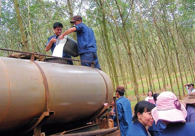 Đoàn nhà văn trẻ đi thực tế về nông trường cao su