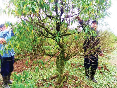 Làng đào… “đánh bạc với Trời”