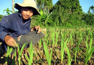 Làng quê giữa phố