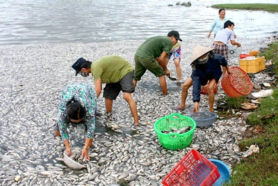 Bình Định : Cá chết hàng loạt không rõ nguyên nhân