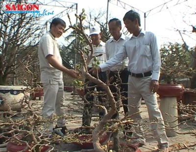 Mai vàng không lỡ hẹn