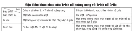 Trinh nữ hoàng cung sử dụng cẩn thận!