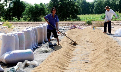 Giá gạo xuất khẩu giảm 40 USD/tấn