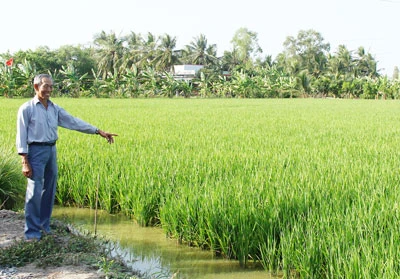 Long An: Nông dân cho người nước ngoài thuê đất trồng lúa