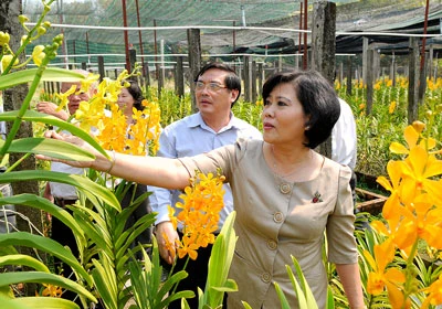 Lai tạo giống hoa lan Việt Nam - Mô hình cần nhân rộng