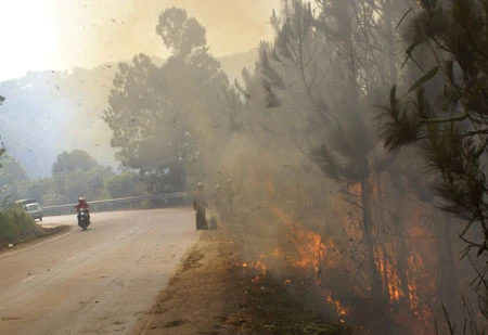 Cháy rừng thông trên đèo Mimosa (thành phố Đà Lạt)