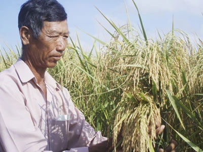Mua tạm trữ 1 triệu tấn lúa, gạo: Nông dân thấp thỏm chờ giá lên