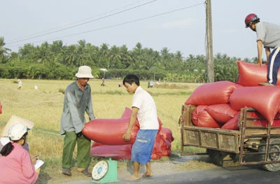 Ngày đầu thu mua lúa, gạo tạm trữ - Giá lúa nhích dần lên