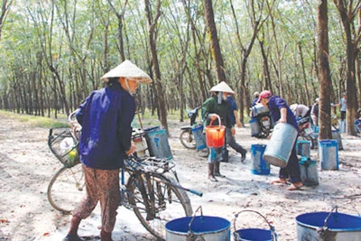 Đẩy mạnh liên kết trồng cao su ở Lào và Campuchia