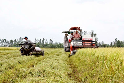 Sản xuất, kinh doanh lúa gạo bền vững - Hợp tác trên “cánh đồng mẫu lớn”