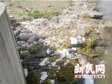 Trung Quốc: 1.200 xác lợn trôi sông Hoàng Phố