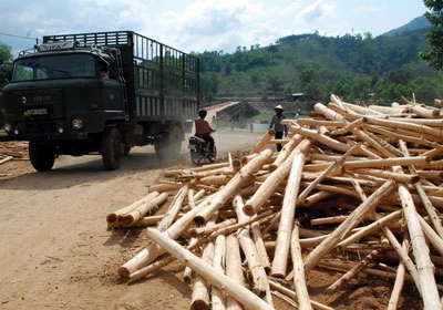 Doanh nghiệp chế biến gỗ miền Trung lao đao