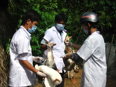 Tăng cường giám sát, kiểm tra chặt chẽ nhập khẩu gia cầm