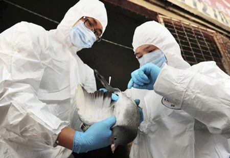 Chim di trú mang virus H7N9 đến Trung Quốc