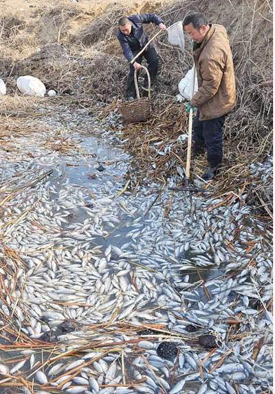 Trung Quốc: Cá chết hàng loạt trên sông Hoàng Phố