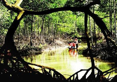 Vườn quốc gia Mũi Cà Mau trở thành khu Ramsar thứ 5 của Việt Nam