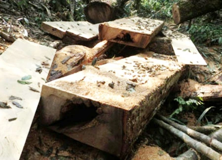 Khởi tố vụ chặt phá rừng pơ-mu ở Vườn Quốc gia Vũ Quang