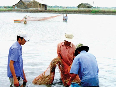 Phập phồng mùa tôm chính vụ