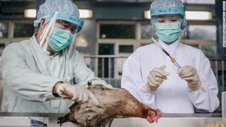 Trung Quốc: Mỗi ngày, ngành chăn nuôi thiệt hại 1 tỷ NDT vì H7N9