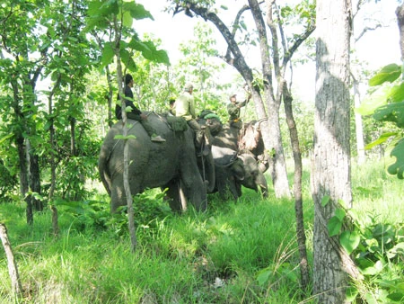 Hôm nay, 22-5, thả voi mắc bẫy về rừng