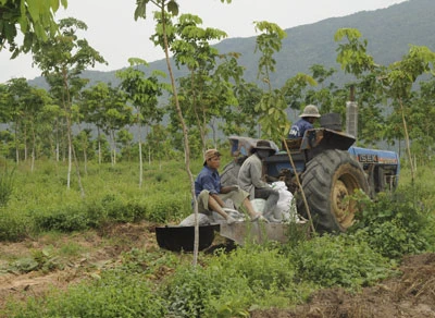 Thực trạng chuyển đổi rừng ở Tây Nguyên - Bài 2: Xa vời giấc mộng đổi đời