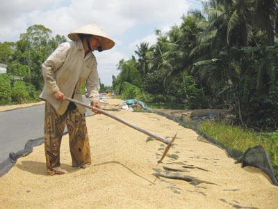 Xây dựng thương hiệu cho lúa Việt Nam