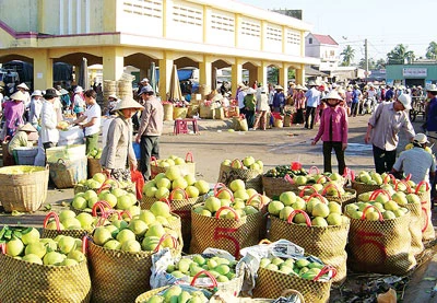 Trái cây ĐBSCL vào mùa - Rớt giá, bí đầu ra