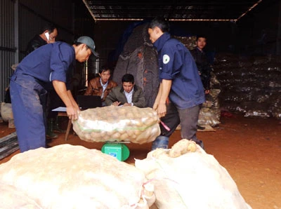 Đà Lạt: Tiêu hủy 26 tấn khoai tây Trung Quốc kém chất lượng