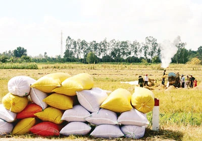 Giải pháp nào tiêu thụ lúa hàng hóa?