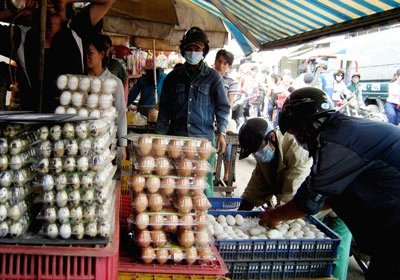 Hàng trăm ngàn trứng gia cầm trôi nổi