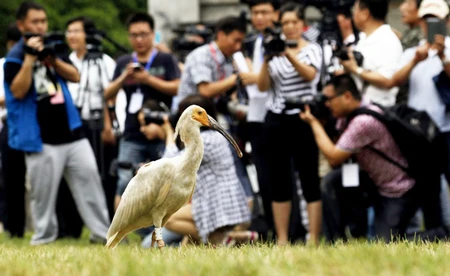 Trung Quốc thả 32 con chim quý hiếm ra môi trường