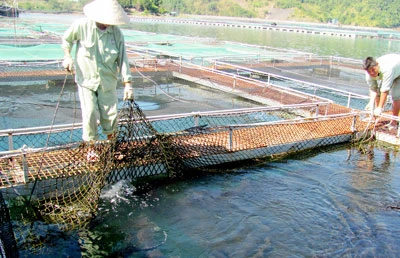 Hợp thức hóa cá tầm nhập lậu qua trại nuôi trong nước
