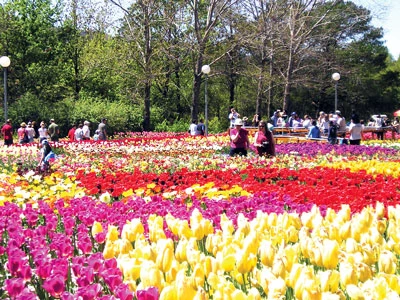 Đến Úc dự lễ hội hoa Floriade 2013, tiết kiệm 8 triệu đồng