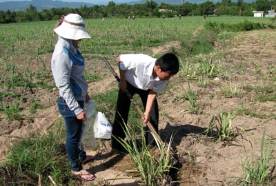 Khánh Hòa: Mía chết hàng loạt