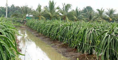 Long An: Đòi cắt điện, dân trồng thanh long bất bình