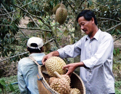 Ép chín sầu riêng