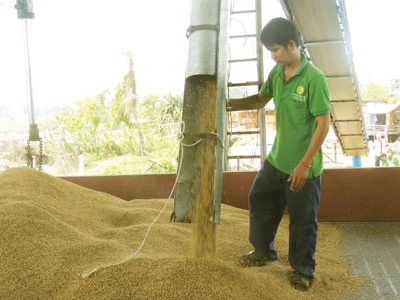 Cơ giới hóa sản xuất lúa gạo ở ĐBSCL: Vướng và vướng