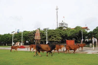 Bò lai Sind ở Trường Sa