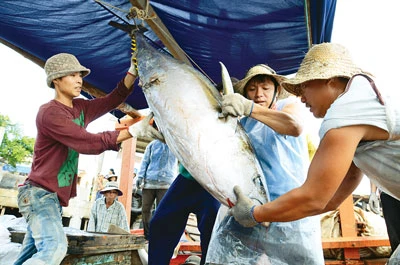 Hướng đi nào cho cá ngừ đại dương?