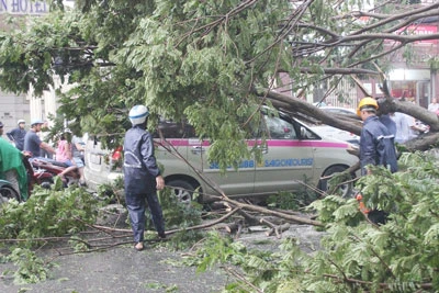 Cây xanh ngã đè taxi, kẹt xe nghiêm trọng