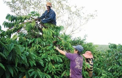 Tây Nguyên: Gian nan tái canh vườn cà phê