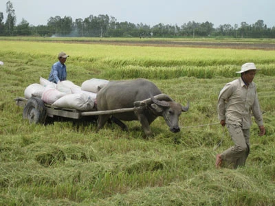 Đẩy mạnh cung ứng vốn cho nông nghiệp nông thôn ĐBSCL