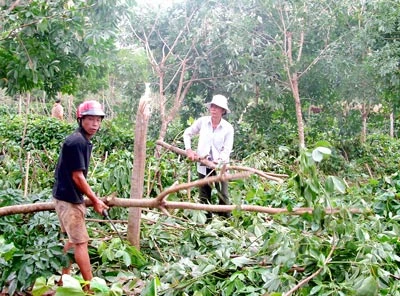 Trồng cao su tại Bắc Trung bộ - Tiếp tục “đặt cược” với thời tiết