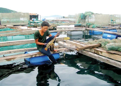 Lồng bè nuôi tôm sẽ ra khỏi Vũng Rô