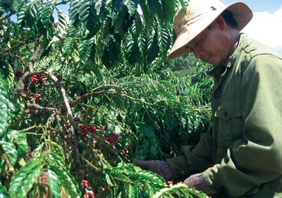 Chuyện làm giàu của Rơ Mah Tham