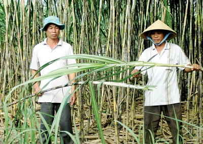 “Giải cứu” nông dân trồng mía