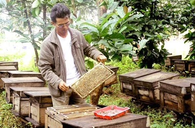 Nơi đàn ong làm mật