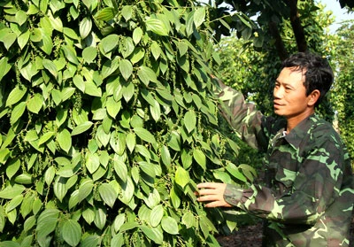 Hồ tiêu - thay đổi để giữ vị thế