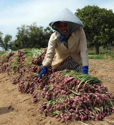 ĐBSCL: Nông dân ăn tết lớn